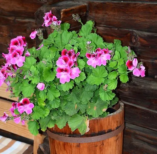 Schett Feriehus Innervillgraten